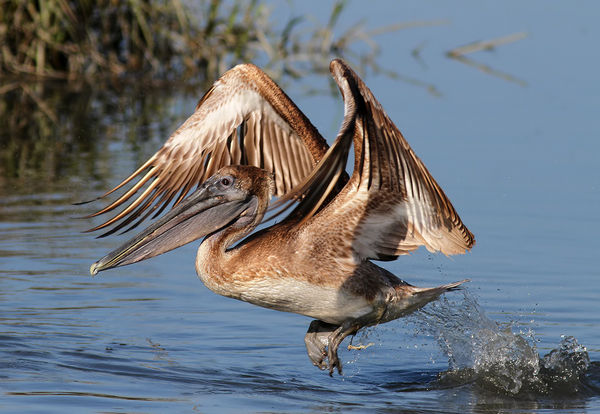 Juvenile Brown Pelican...