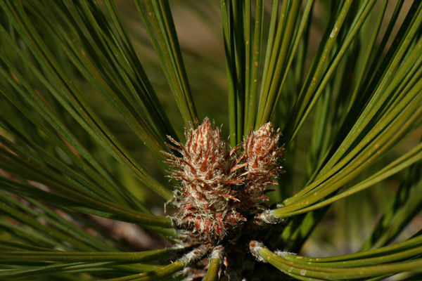 Slightly different angle of a pine tree...