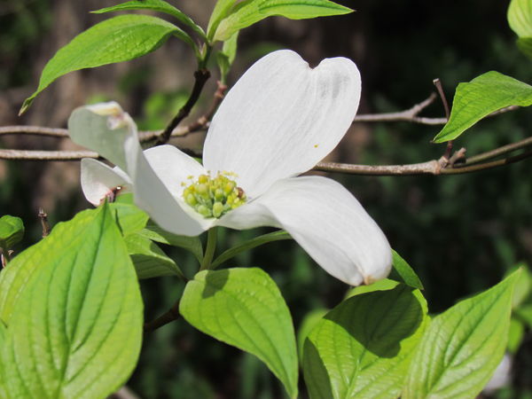 White Dog Wood Blossom...