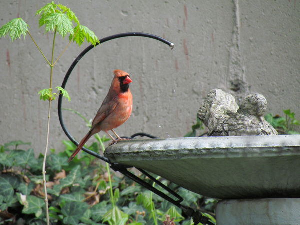 Mrs. Cardinal came for a drink...