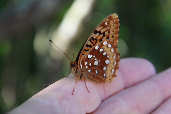 A Butterfly in Hand is worth ......