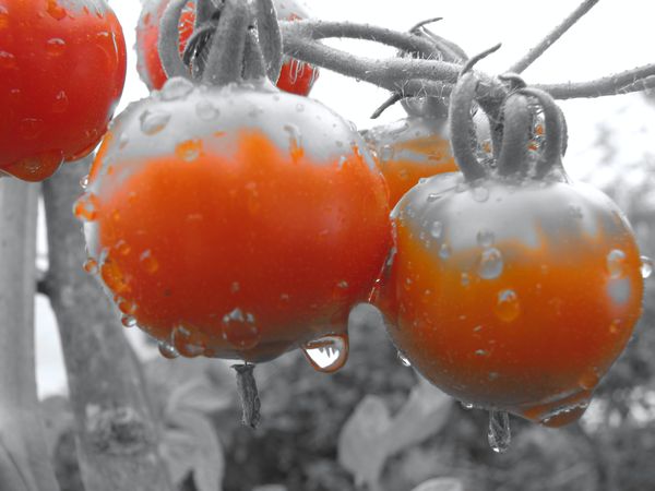 cherry tomatoes...