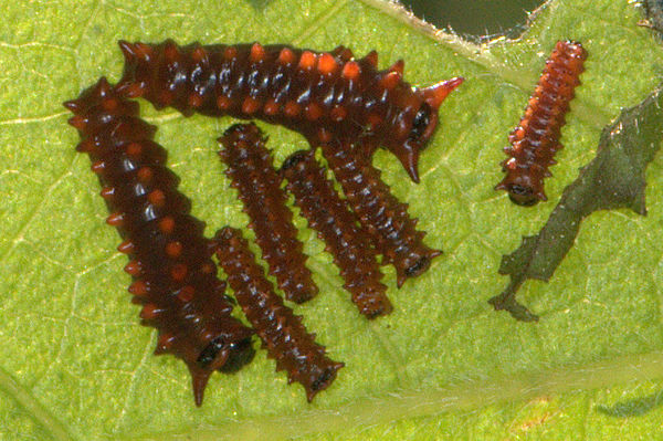 Sleeping first instar (4-mm) & second instar (7-mm...