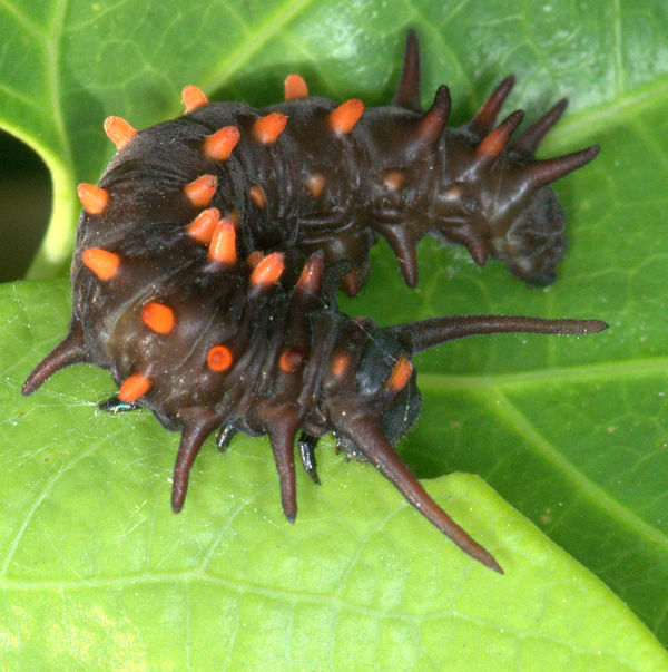Fourth instar (25-mm) caterpillar grazing...