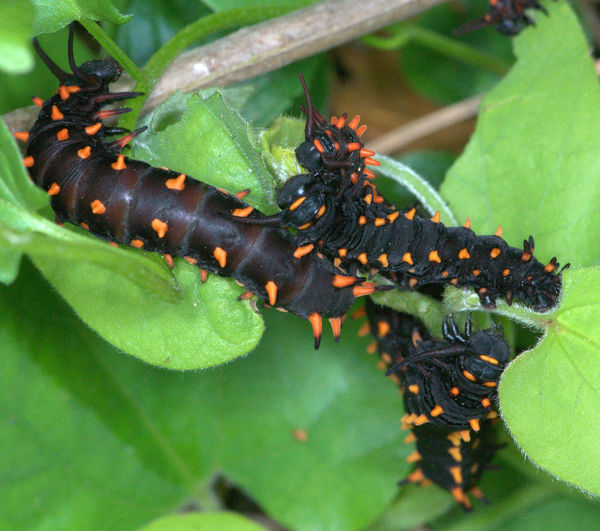 Fifth instar (approx. 5-cm) caterpillars...