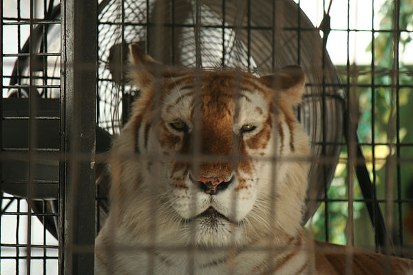 I love Tigers...