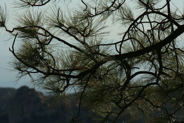Random pine tree...