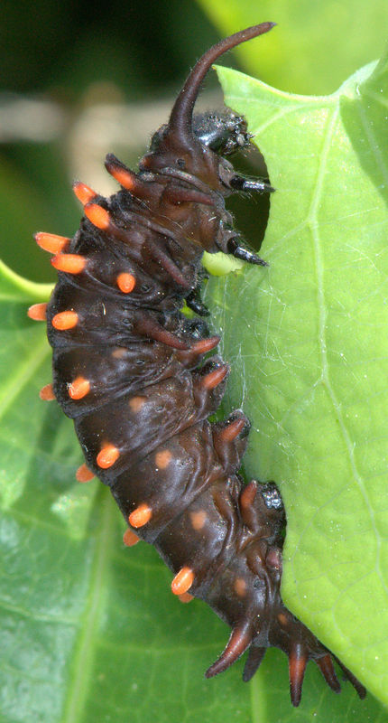 Fifth Instar Pipevine Swallowtail Caterpillar Graz...