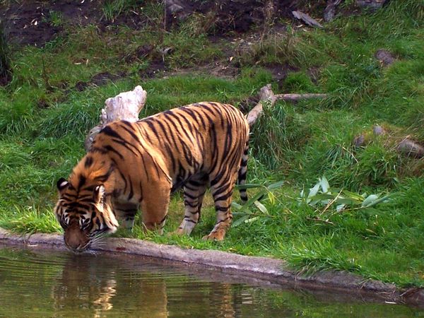 Tiger drinking water, Point Defaince Zoo, Tacoma.,...