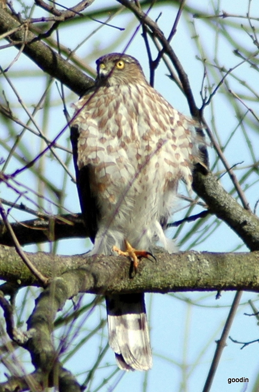 Young "One Foot" Redtail ......