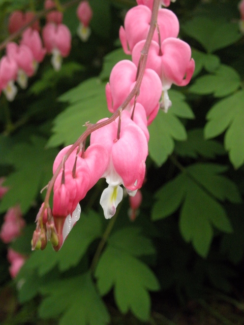 love those bleeding hearts OUT OF MACRO...