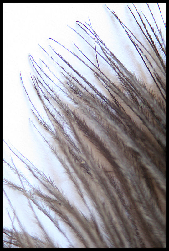 ostrich feather...