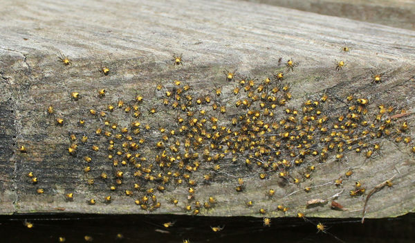 the baby spiders at 24 mm #1...