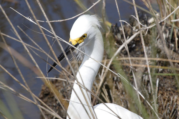 Snowy Egret...