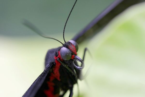 Butterfly Macro Available Light - Full Frame...
