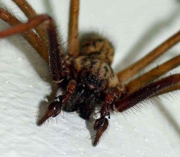 Common house spider....