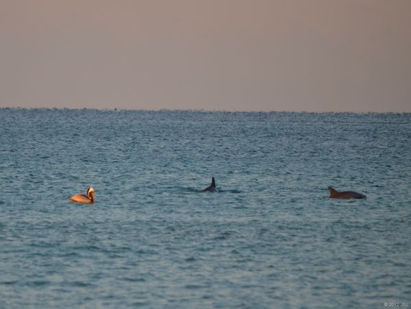 Pelican Surrounded by Dolphins approx 40 yards off...