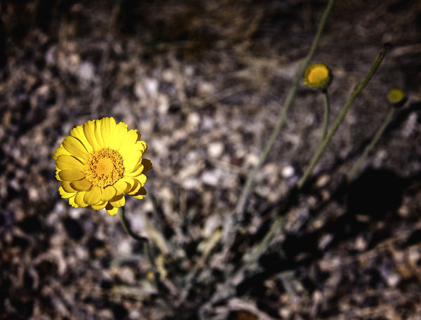Goldenhills desert flower...