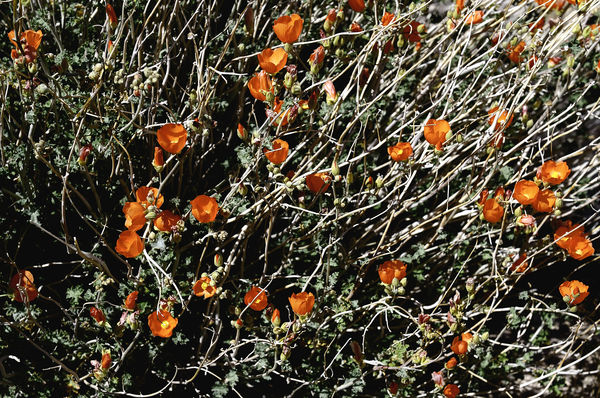 Desert Globemallows flowers...