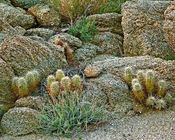 Cactus Amid Granite Rocks, Cahuilla Point...
