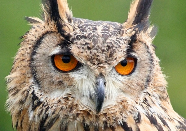 Long Eared Owl...