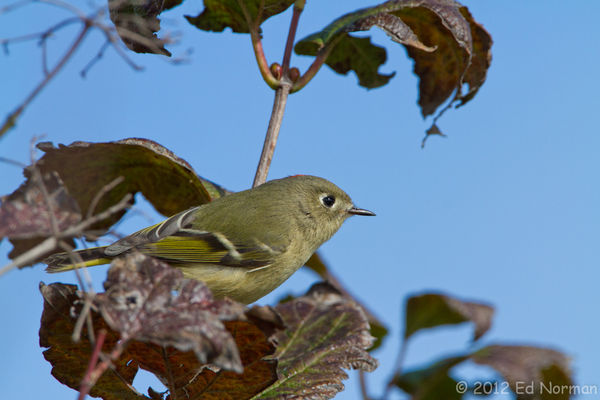 One of my best Ruby-crowned Kinglet photos...
