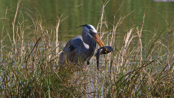Great blue with a skewered catfish...