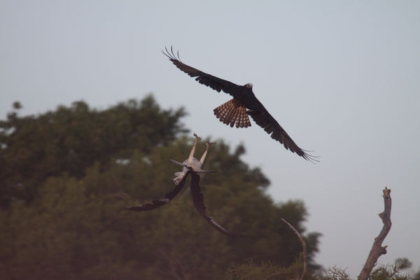 Early morning osprey fight...