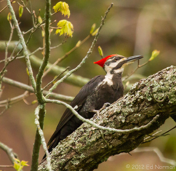 Female Pileated Woodpecker....