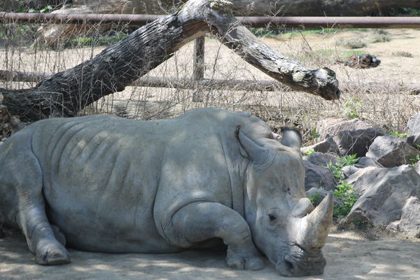 rhino...