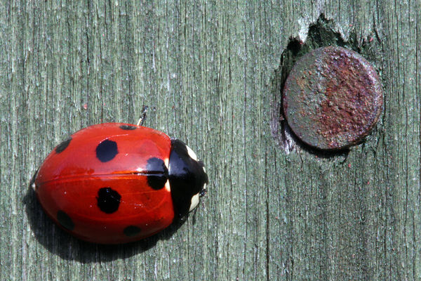 er .... a ladybird....and a nail...that's it....