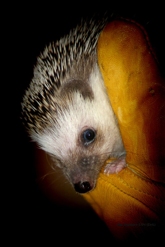 This little hedgehog certainly is not ugly...