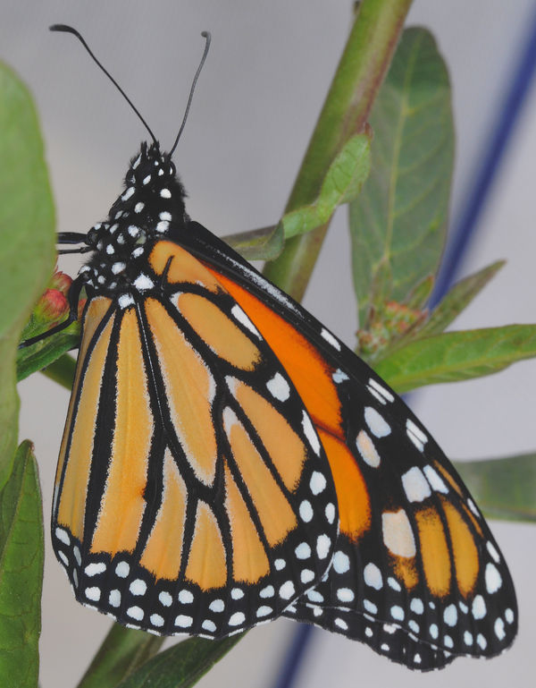 Just Eclosed Male Monarch Butterfly...