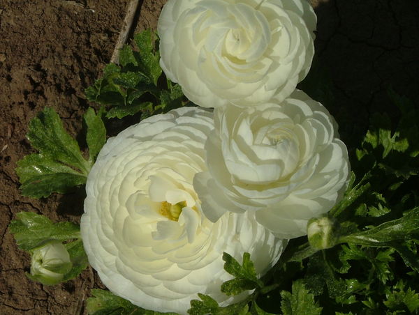 Ranuculus in a pick your own garden in Israel...
