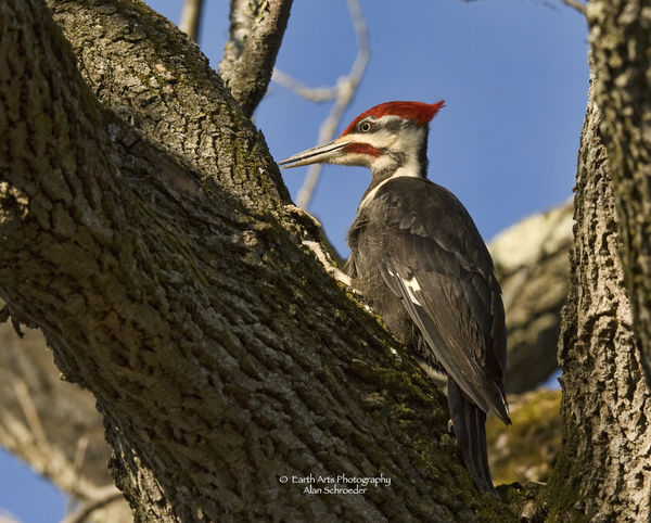 male Pileated Woodpecker...