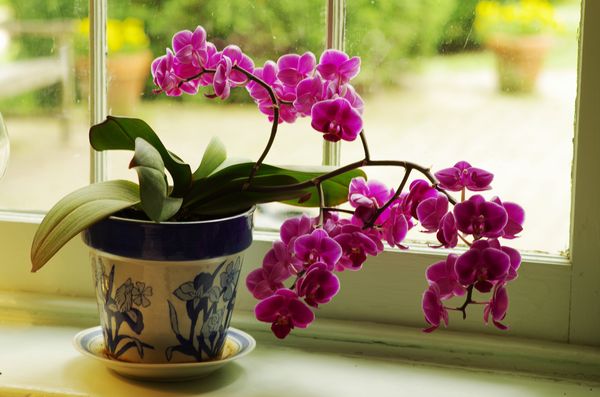Jamestown Orchid...