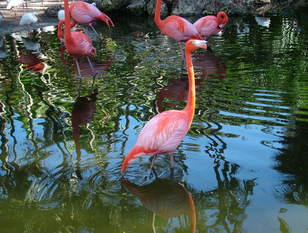 Flamingo Gardens, Ft. lauderdale...