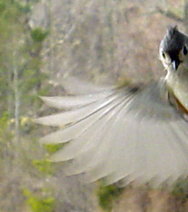 TUFTED TITMOUSE FLYING INTO HOME WINDOW...