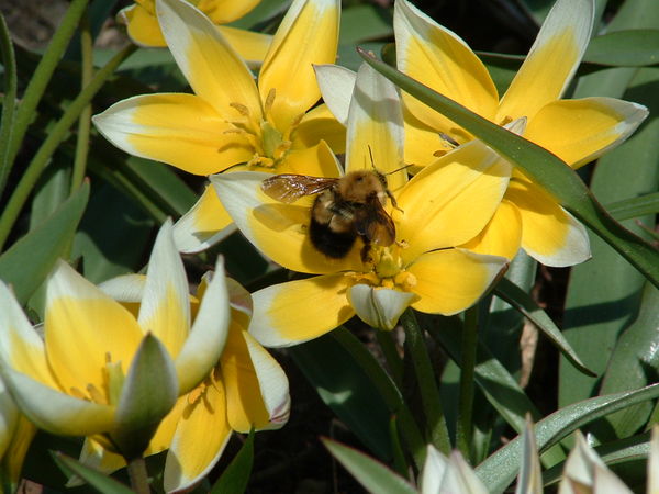 Bumblebee on minature Tulip...