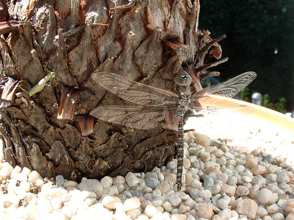Dragonfly on potted palm...