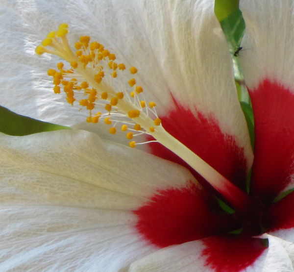 white hibiscus...