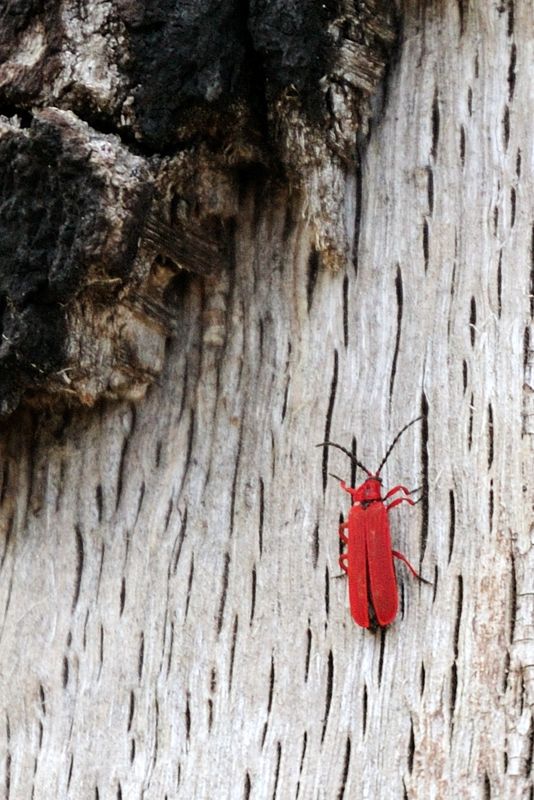 Red beetle....