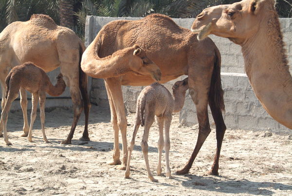Suckling camels...