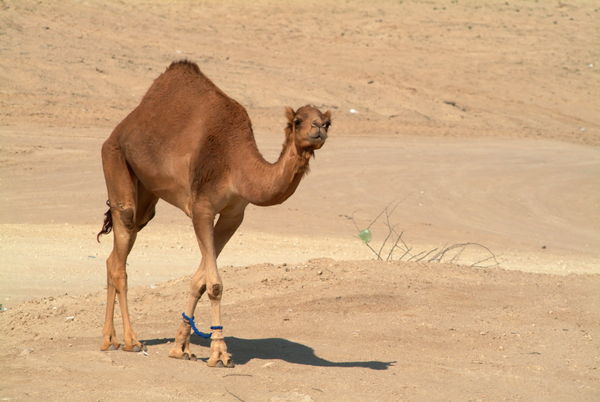 Hobbled camel in the desert...  If you don't do th...