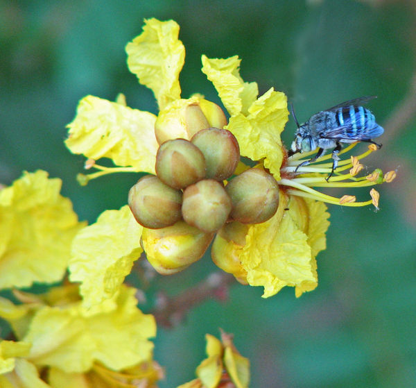 Blue Cuckoo-Bee...