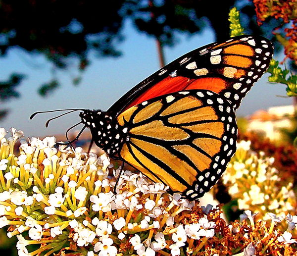 This monarch is a little beat up from a long migra...
