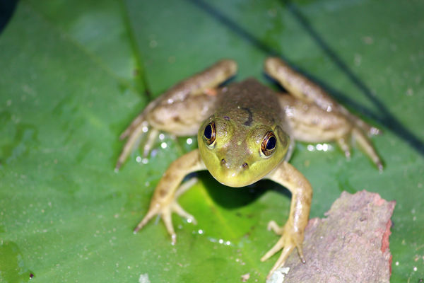 Friendly Frog...