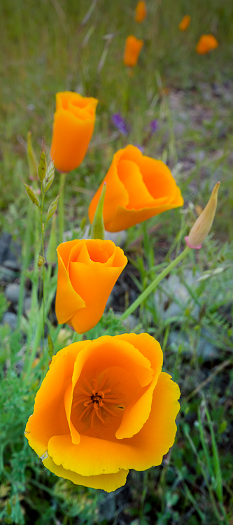 California Poppy (State Flower)...