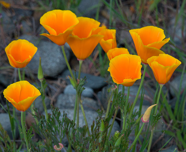 California Poppy (State Flower)...
