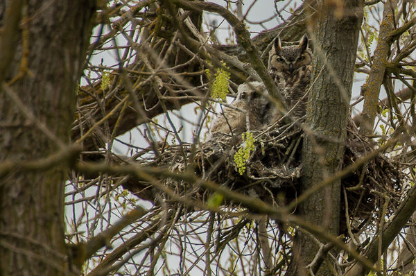 Great Horned Owl and young...